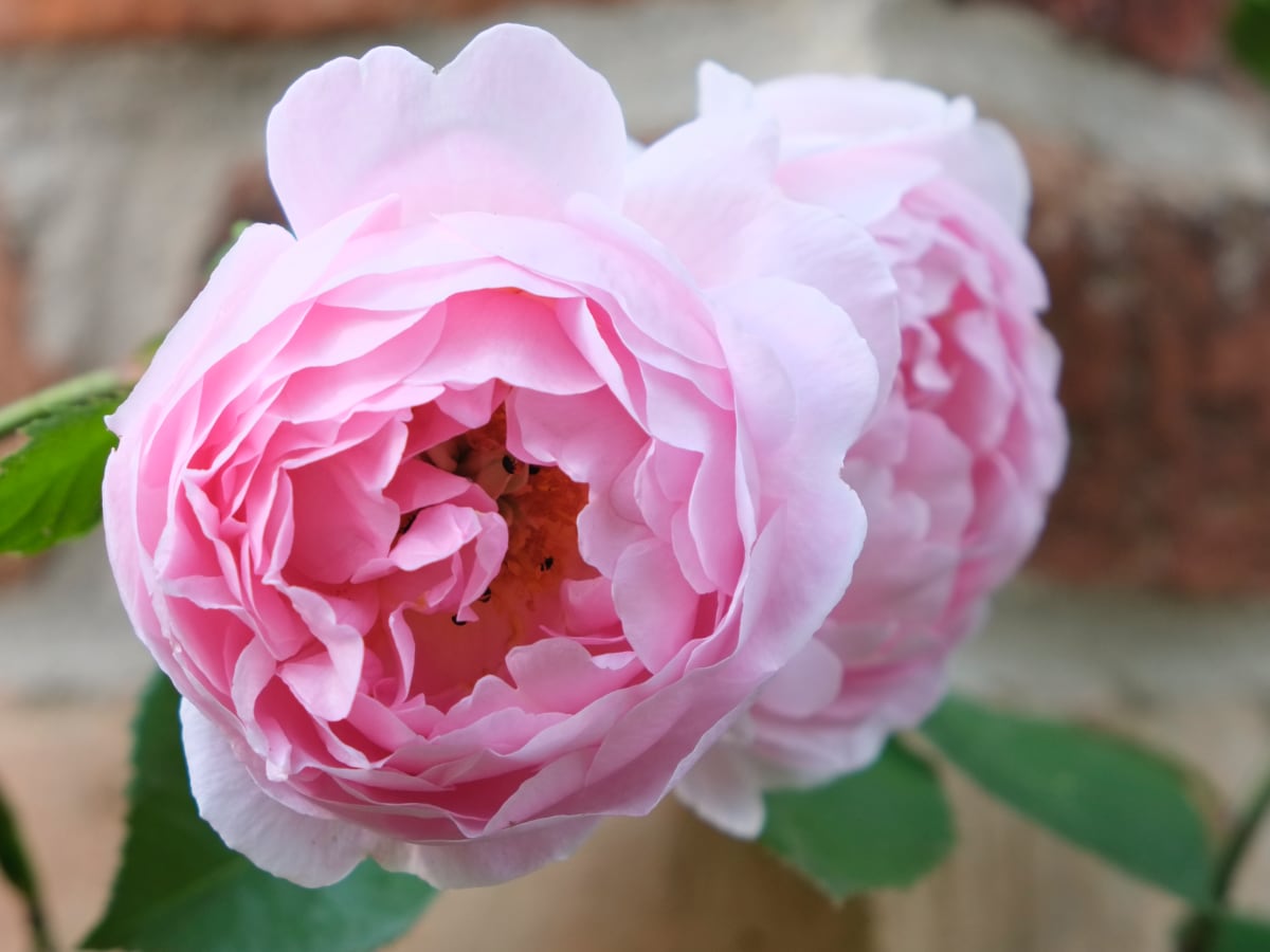 4z3%20Blumen%20Rosen%202015.06.27_17.13